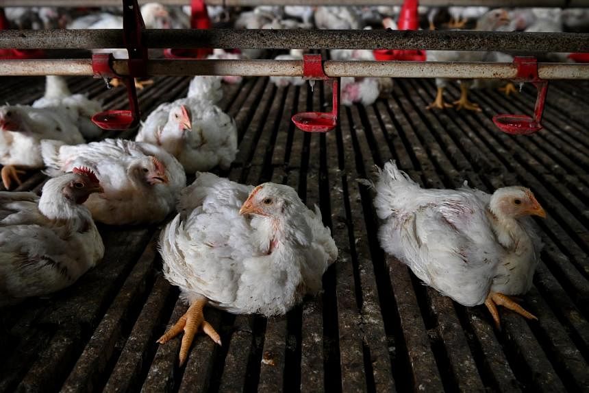 Pasokan ayam dan telur Johor akan stabil dalam waktu 14 hari, kata pejabat negara