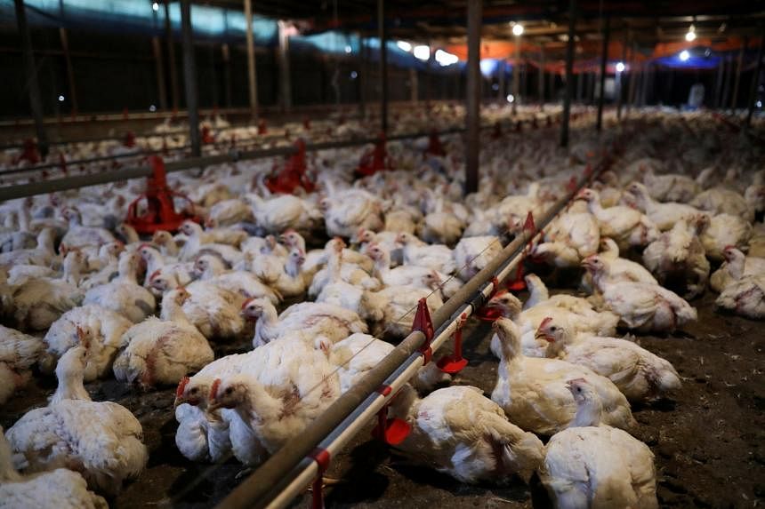 Peternak Malaysia ingin mekanisme stabilisasi harga pakan ayam